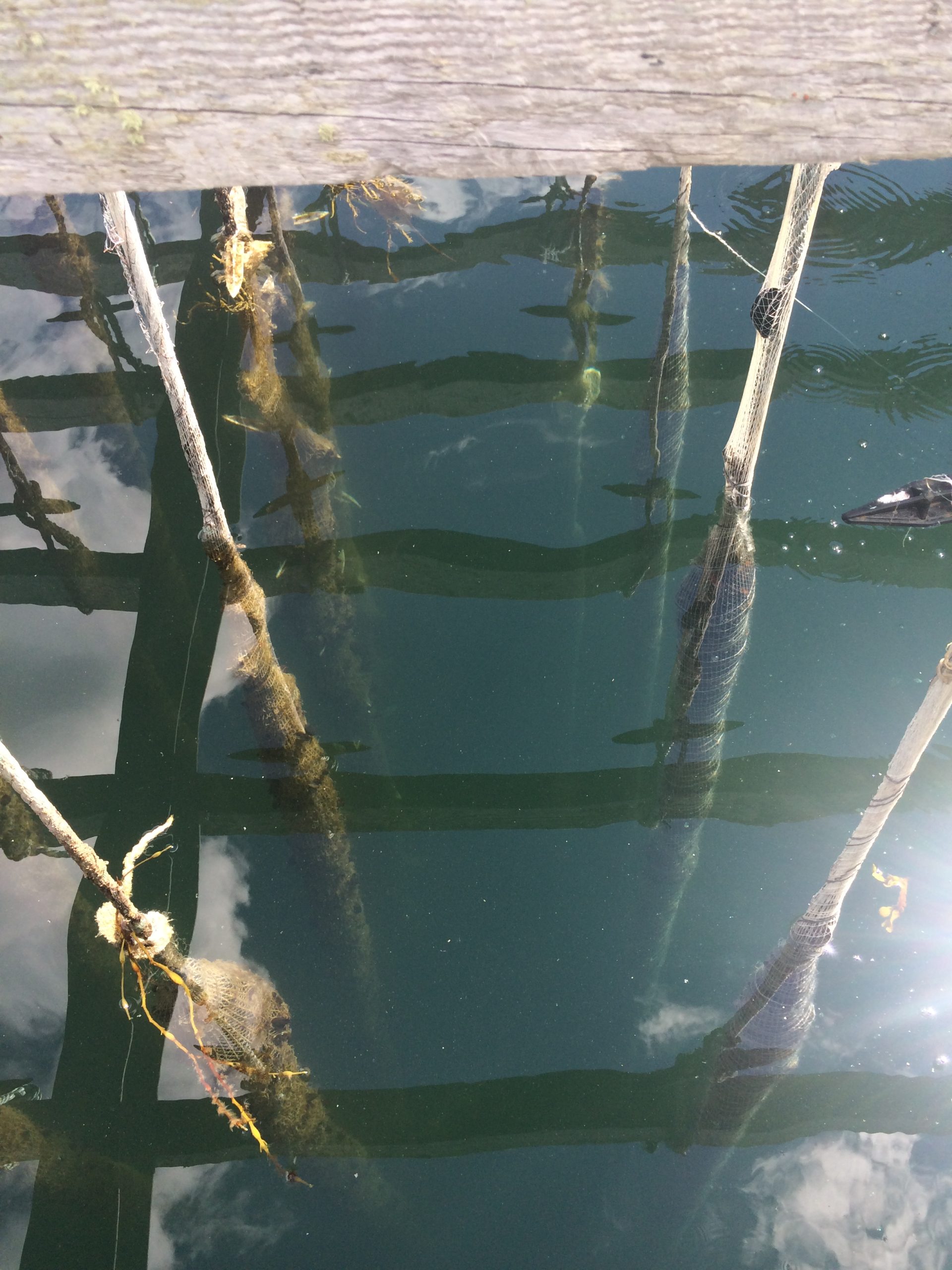 ropes dangle from the slats of a mussel raft and disappear into the water