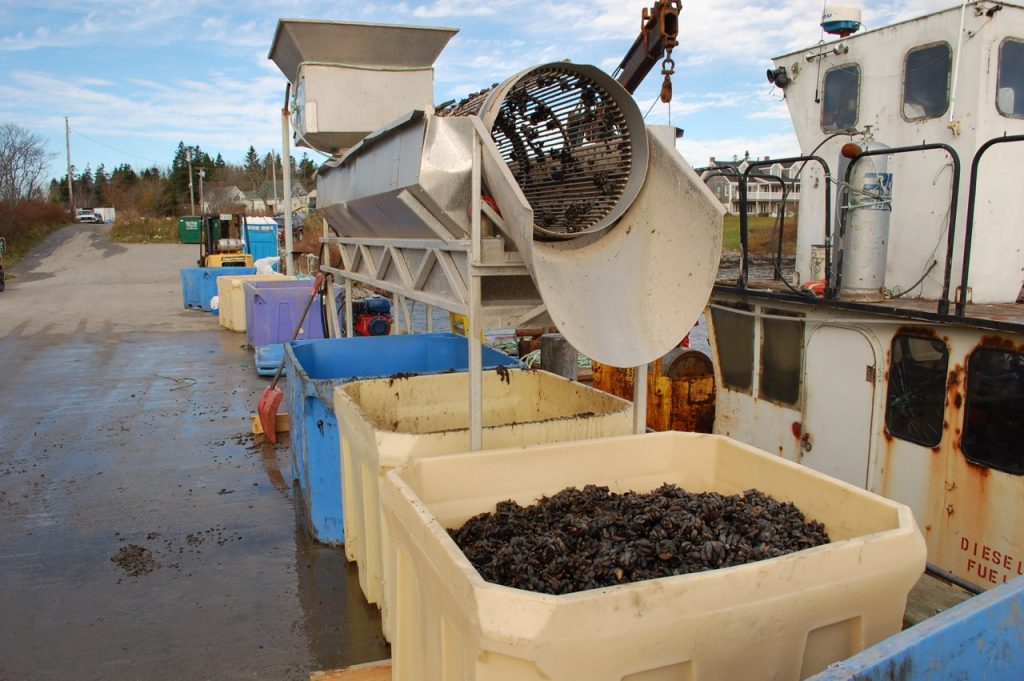 A long tall machine is next to a pier and tumbles clumps of mussels within to break them into single shells. they are deposited into a very large vat.