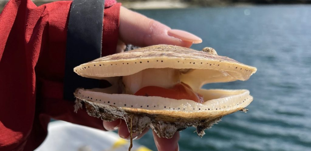 A scallop is held up to show its muscle
