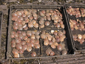 Square cages filled with scallops are displayed on a pier