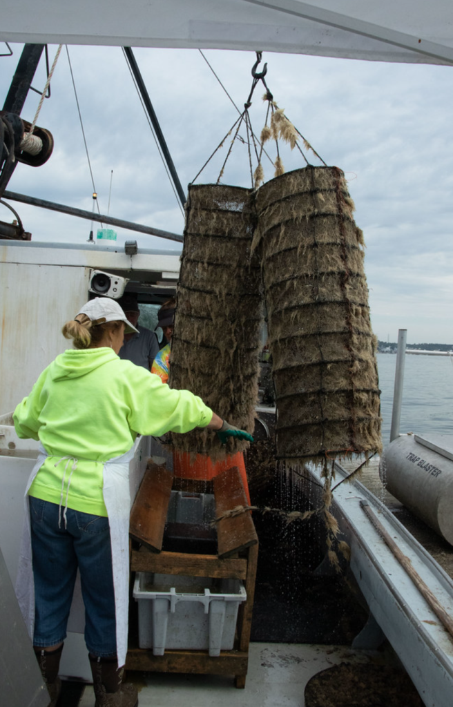 Tall cylindrical lantern nets covered in seaweed are pulled onto a boat by by a farmer using a pulley