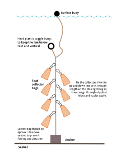 An infographic of the spat bag system. Seven orange mesh bags are attached to a single rope which is weighted down to the ocean floor. The other end of the rope leads up out of the water