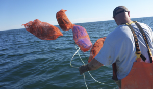 With his back facing the camera, a scallop farmer tosses orange mesh bags into the ocean