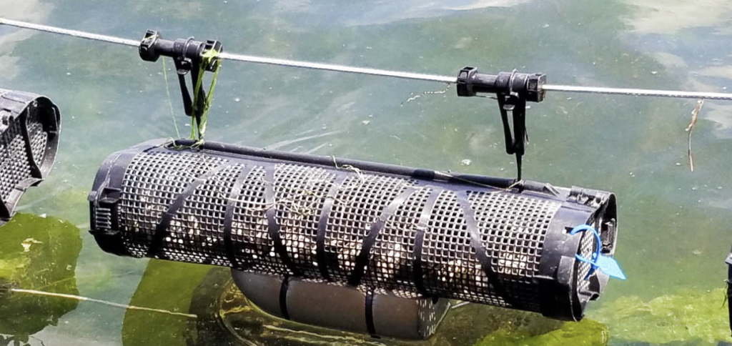 Oblong cage full of oysters hangs from a tight rope