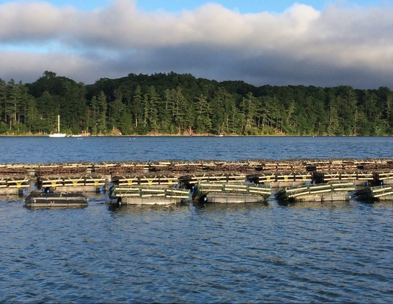 A long row of oyster cages float on the water