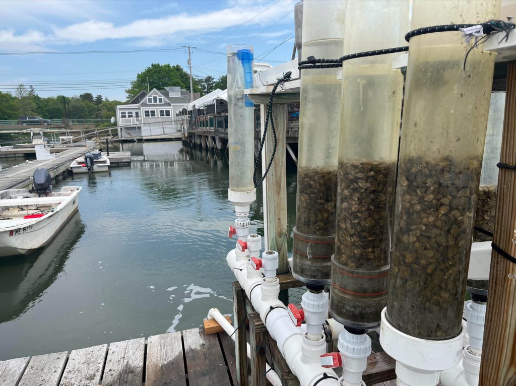Upweller silos filled with baby oysters stand in rows along a pier