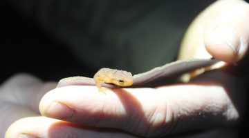 An up close picture of a hand holding a small red salamander resting on a piece of cardboard.