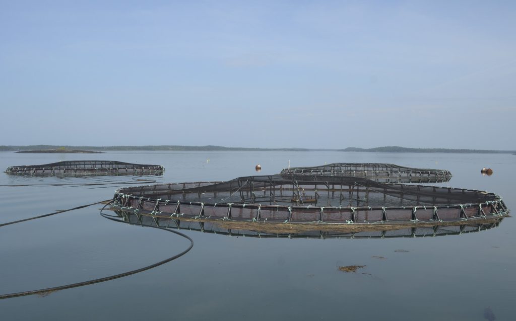 Salmon pens floating on the water