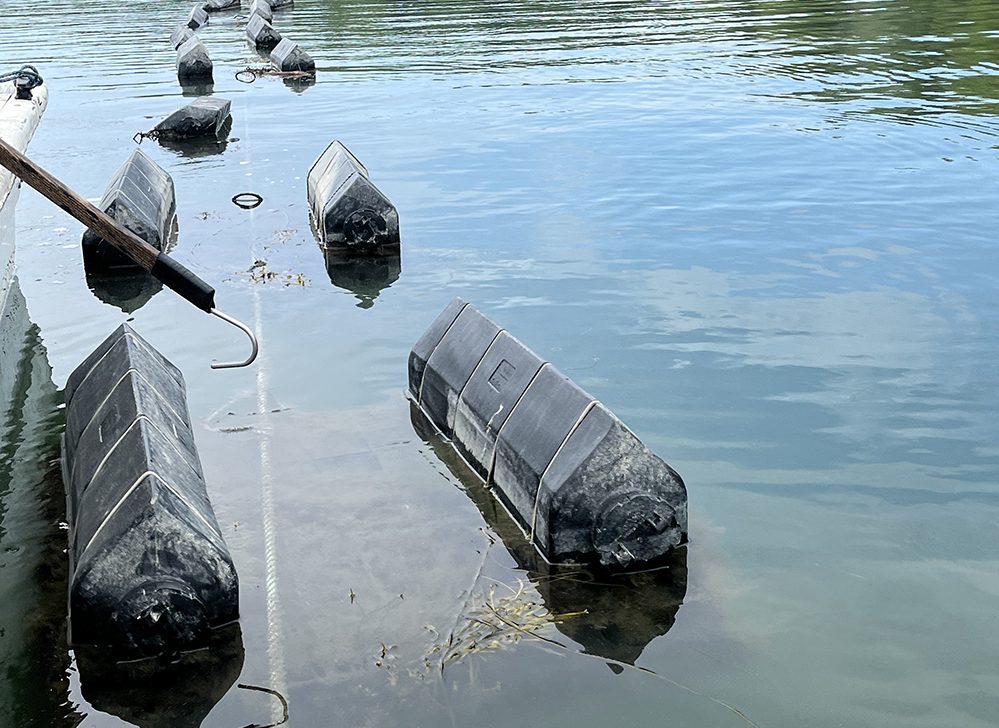 Oyster traps attached by ropes float on the water while a harverster uses a pole with a hook to turn them over.