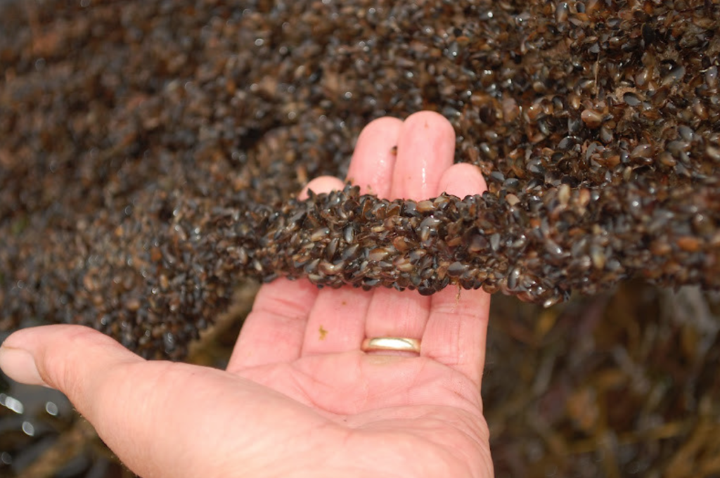 Hundreds of tiny mussels attached to a rope being held in someone's hand.