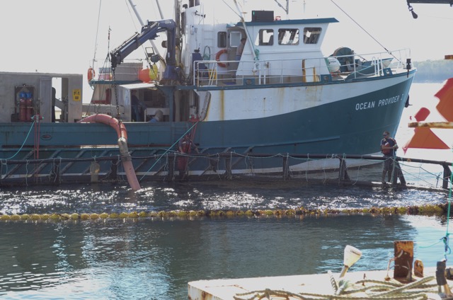 A large fishing boat is pulled up next to a salmon net. A large tube in hanging over the boat, into the net where it gets ready to vacuum the fish up