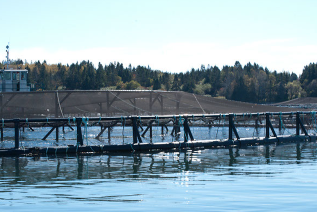 A close up view of a salmon pen from a nearby boat
