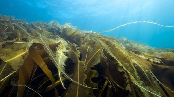 Underwater view of a kelp farm.