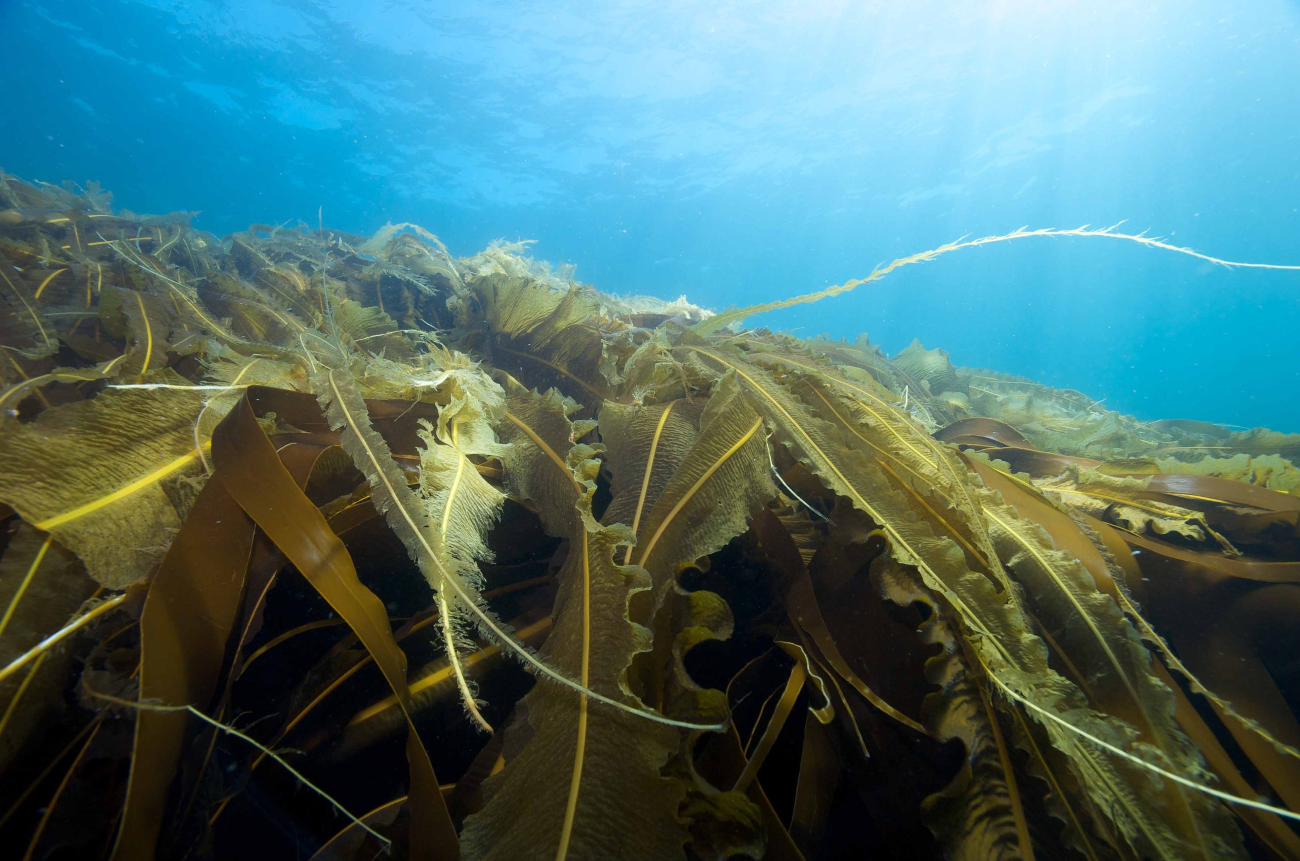 Underwater view of a kelp farm.